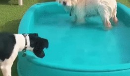 狗子最新爆料,揭秘娱乐圈幕后真相